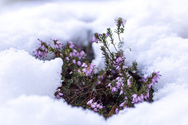 Clean Beauty's impact on the environment: Why Your Choices Matter